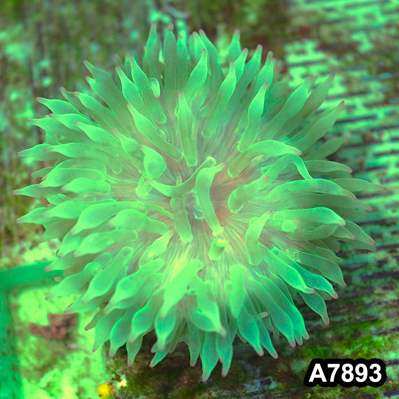 Item#A7893IN7893(M) WYSIWYG Western Australia Ultra Tip Anemone