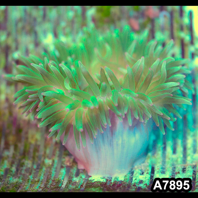 Item#A7895IN7895(M) WYSIWYG Western Australia Ultra Tip Anemone