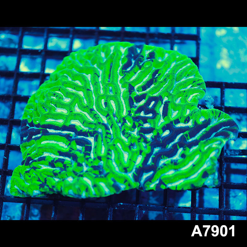 Item#A7901IN7901(L) WYSIWYG Aussie Ultra Unique Grafted Maze Brain Colony