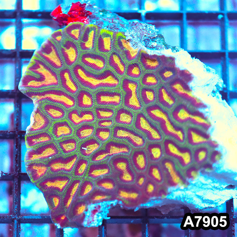 Item#A7905IN7905(M) WYSIWYG Aussie Ultra Unique Maze Brain Colony