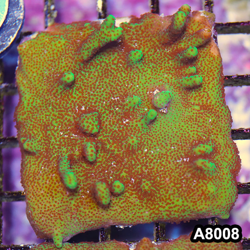 Item#A8008LP8008(M) WYSIWYG Cultured Montipora Digitata Mini Colony