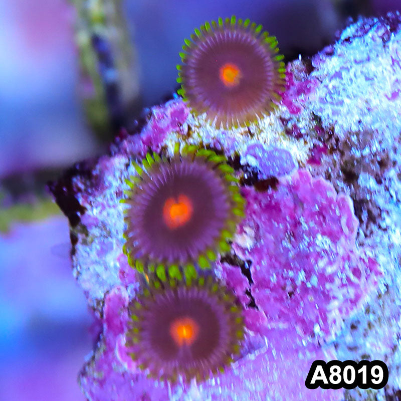 Item#A8019LP8019(S) WYSIWYG Indo Ultra Blow Pop Zoanthid Frag