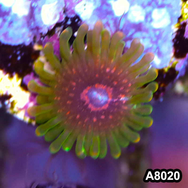 Item#A8020LP8020(F) WYSIWYG Indo Ultra Rare Predator Zoanthid Frag