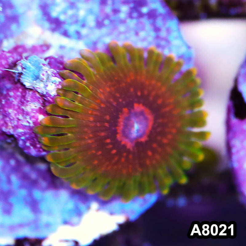 Item#A8021LP8021(F) WYSIWYG Indo Ultra Rare Predator Zoanthid Frag