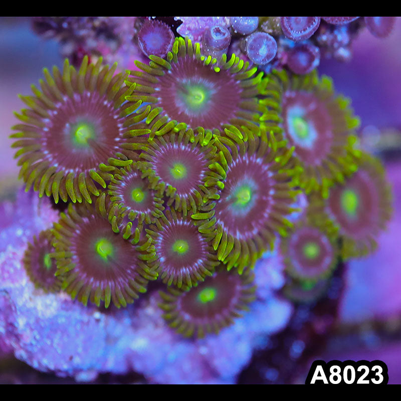 Item#A8023LP8023(S) WYSIWYG Indo Ultra T.G. Zoi Zoanthid Frag