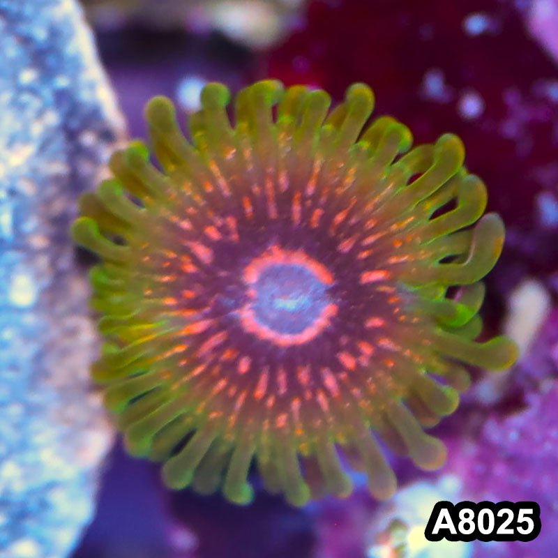 Item#A8025LP8025(F) WYSIWYG Indo Ultra Rare Predator Zoanthid Frag