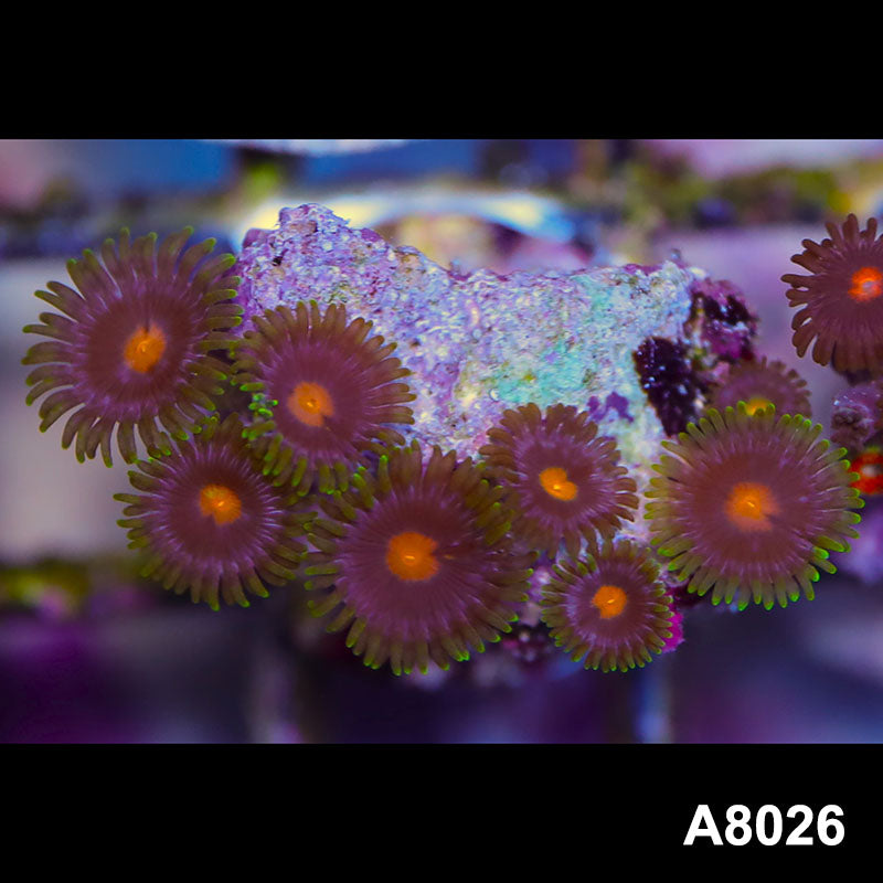 Item#A8026LP8026(S) WYSIWYG Indo Ultra Blow Pop Zoanthid Frag