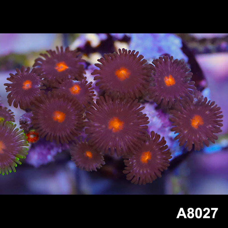 Item#A8027LP8027(S) WYSIWYG Indo Ultra Zoanthid Frag