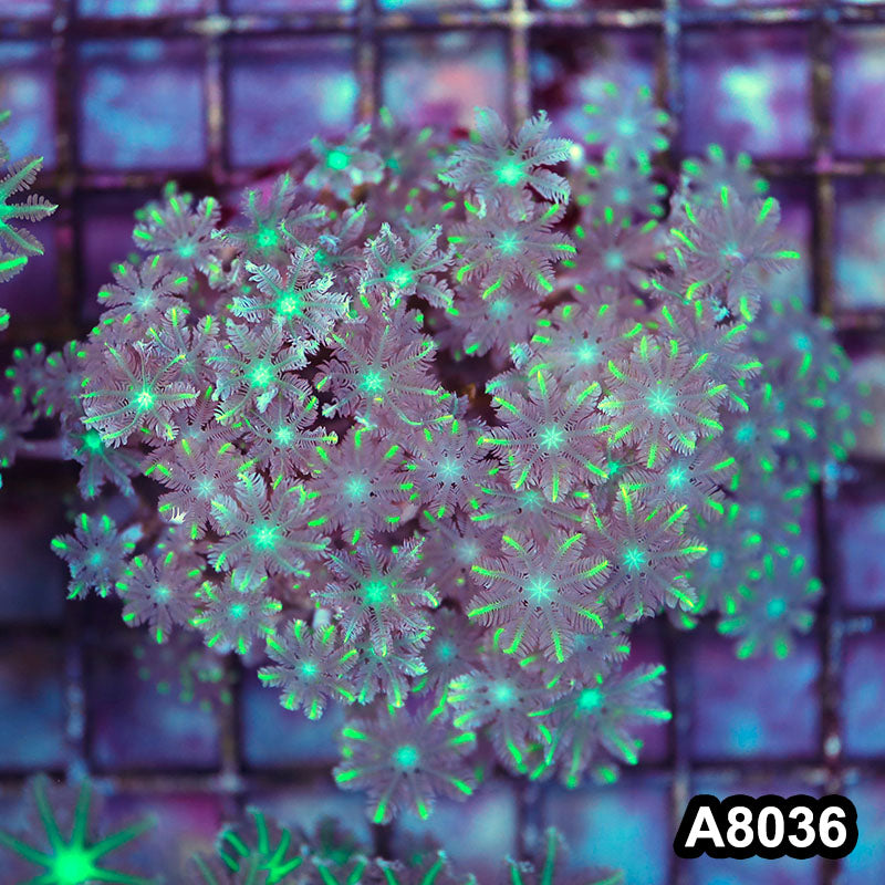 Item#A8036LP8036(M) WYSIWYG Indo Cultured Ultra Neon Tip Clove Polyp Colony