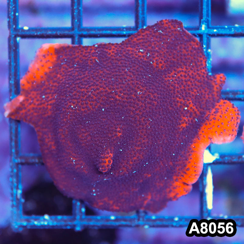 Item#A8056LP8056(M) WYSIWYG Cultured Mystic Sunset Ultra Montipora Mini Colony