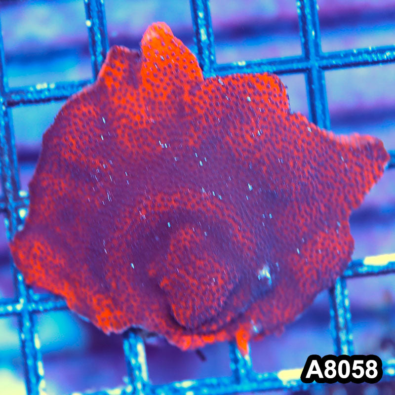 Item#A8058LP8058(M) WYSIWYG Cultured Mystic Sunset Ultra Montipora Mini Colony