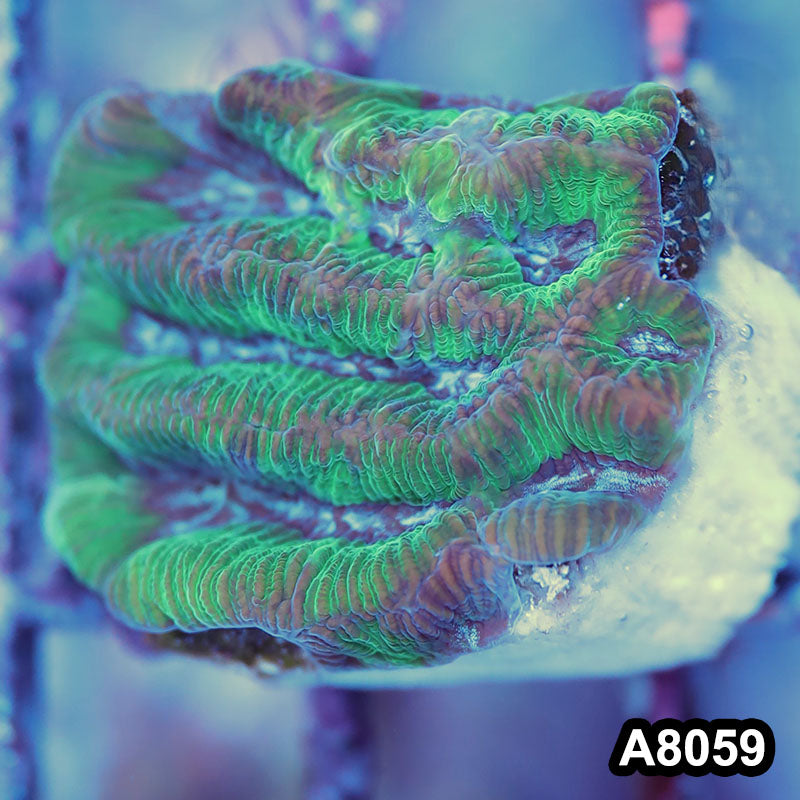 Item#A8059LP8059(S) WYSIWYG Australian Ultra Maze Brain Frag