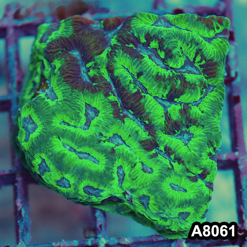 Item#A8061LP8061(S) WYSIWYG Australian Ultra Maze Brain Frag