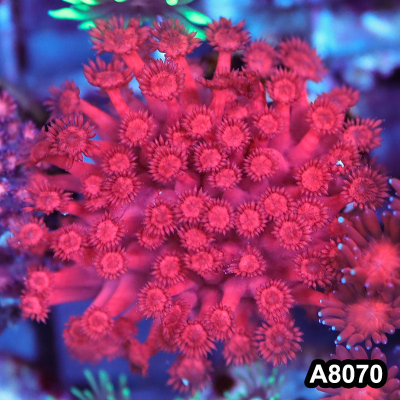 Item#A8070LP8070(S) WYSIWYG Aussie Ultra Red Goniopora Frag