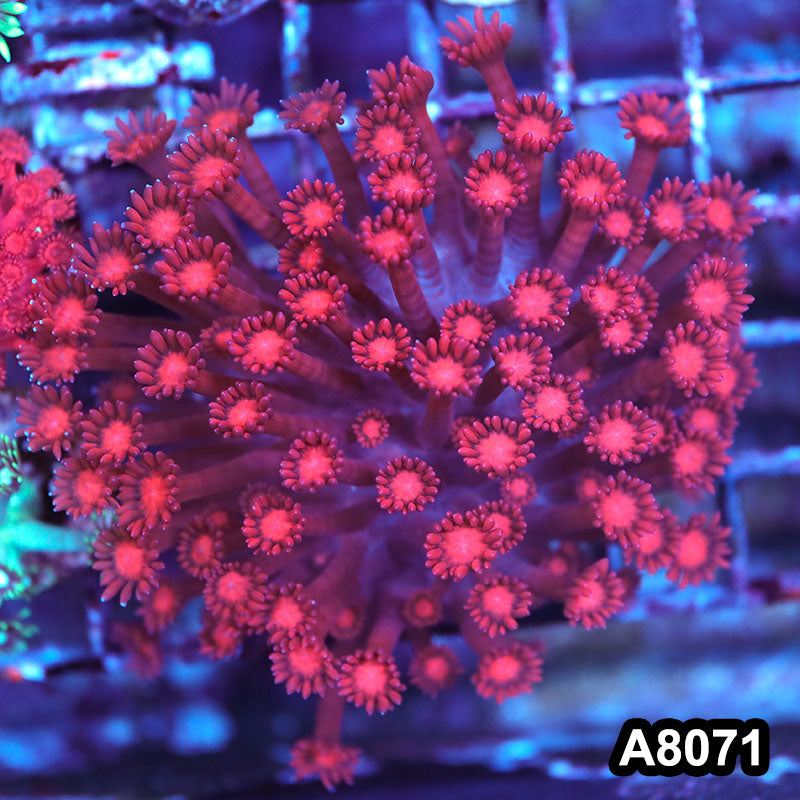 Item#A8071LP8071(S) WYSIWYG Aussie Ultra Red Goniopora Frag