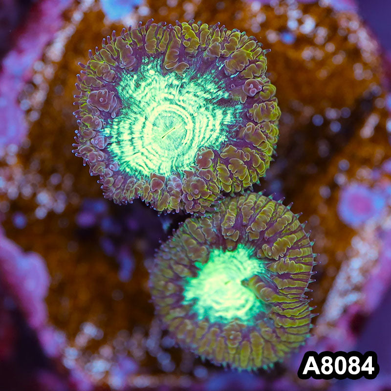 Item#A8084LP8084(S) WYSIWYG Australian Ultra Unique Gold Blastomussa Frag