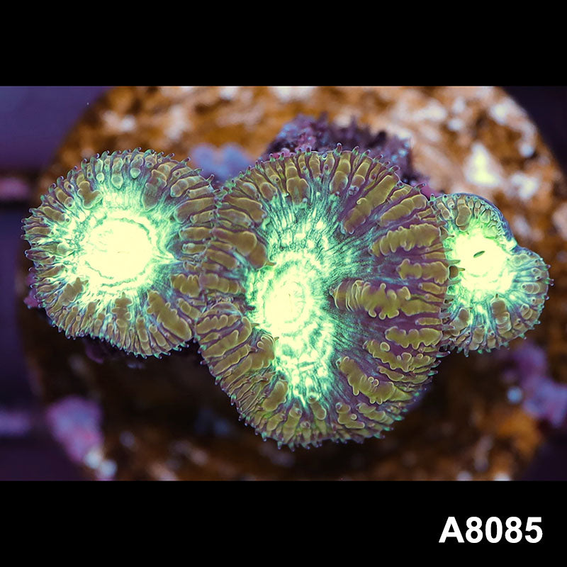 Item#A8085LP8085(S) WYSIWYG Australian Ultra Unique Gold Blastomussa Frag