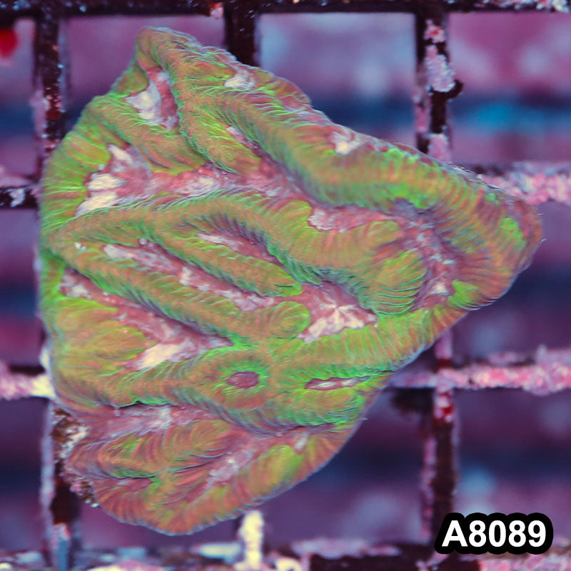 Item#A8089LP8089(S) WYSIWYG Australian Ultra Maze Brain Frag