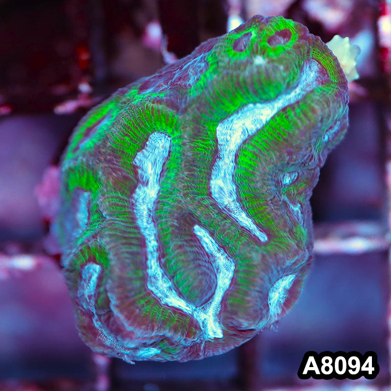 Item#A8094LP8094(S) WYSIWYG Australian Ultra Maze Brain Frag