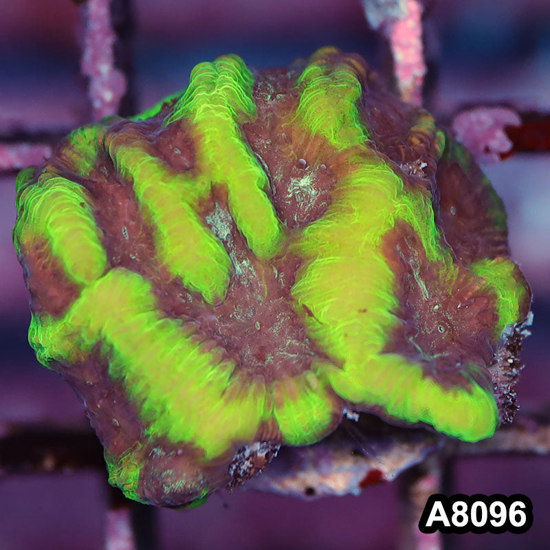 Item#A8096LP8096(S) WYSIWYG Australian Ultra Maze Brain Frag