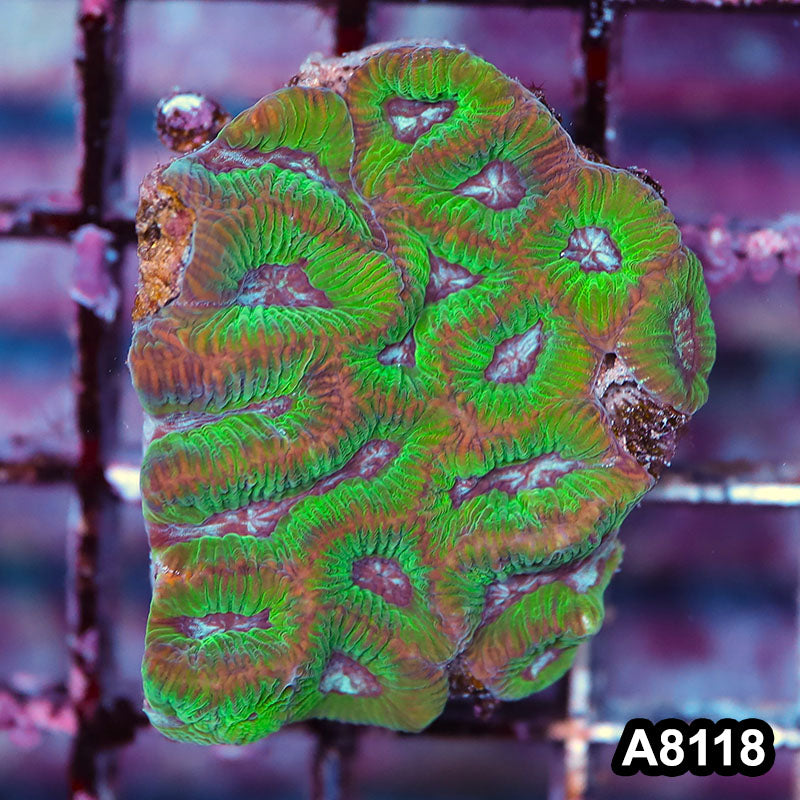 Item#A8118LP8118(S) WYSIWYG Australian Ultra Maze Brain Frag