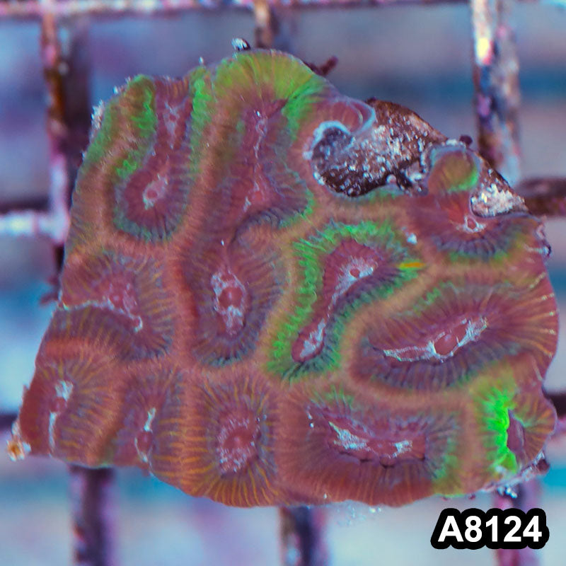 Item#A8124LP8124(S) WYSIWYG Australian Ultra Maze Brain Frag