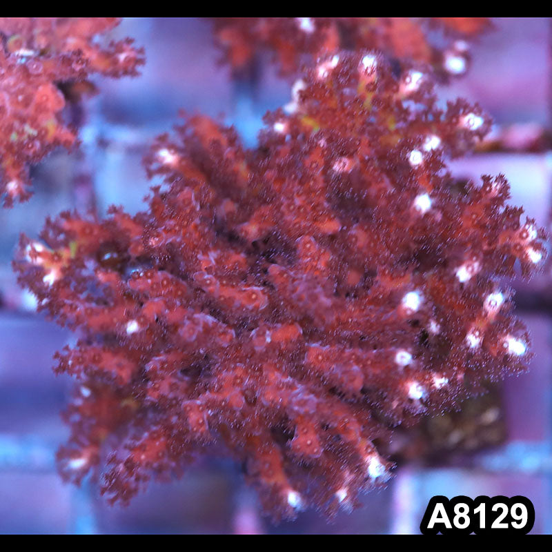 Item#A8129LP8129(S) WYSIWYG Cultured Seriatopora Caliendrum Frag