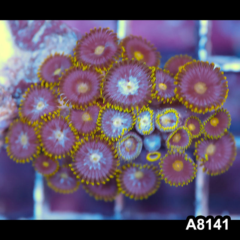 Item#A8141LP8141(S) WYSIWYG Indo Ultra Zoanthid Frag