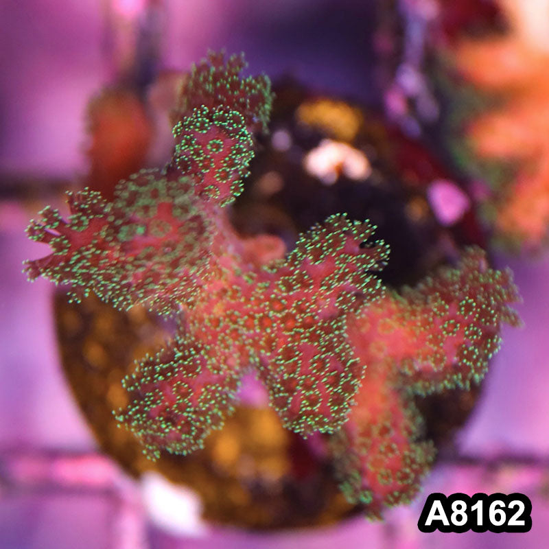 Item#A8162LP8162(S) WYSIWYG Cultured Rainbow Pocillopora Frag