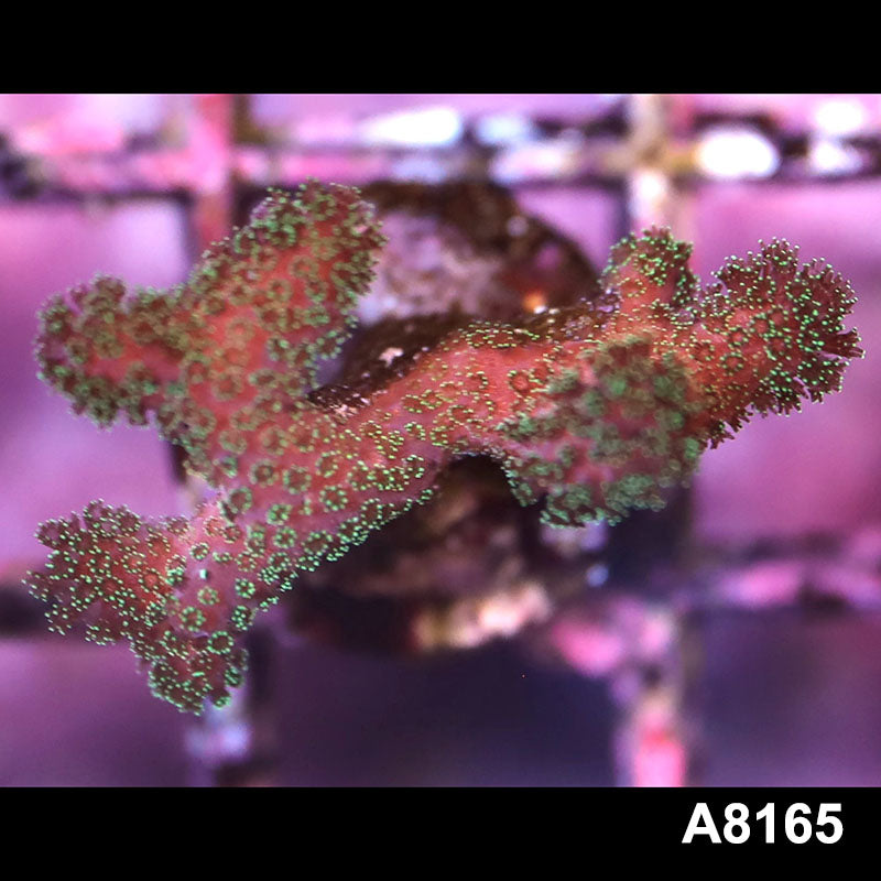 Item#A8165LP8165(S) WYSIWYG Cultured Rainbow Pocillopora Frag