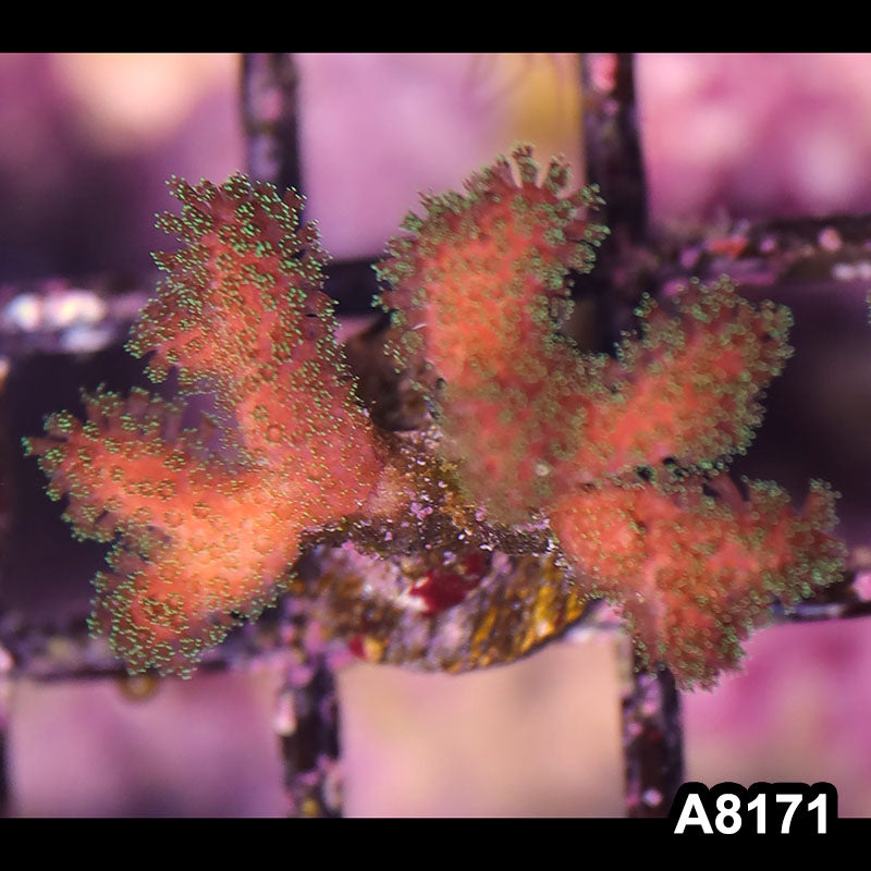 Item#A8171LP8171(S) WYSIWYG Cultured Rainbow Pocillopora Frag