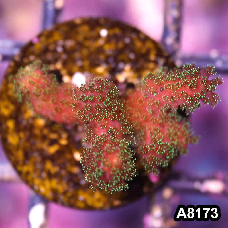 Item#A8173LP8173(S) WYSIWYG Cultured Rainbow Pocillopora Frag