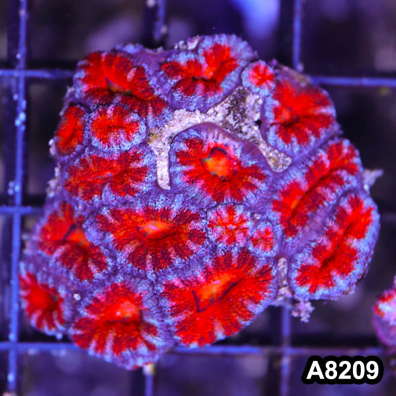 Item#A8209RW8289(S) WYSIWYG Aussie Imperfect Ultra Acan Lord Frag