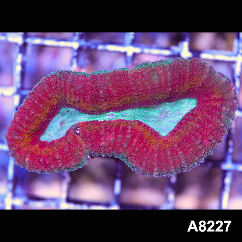 Item#A8227RW8227(S) WYSIWYG Aussie Rainbow Lobophyllia