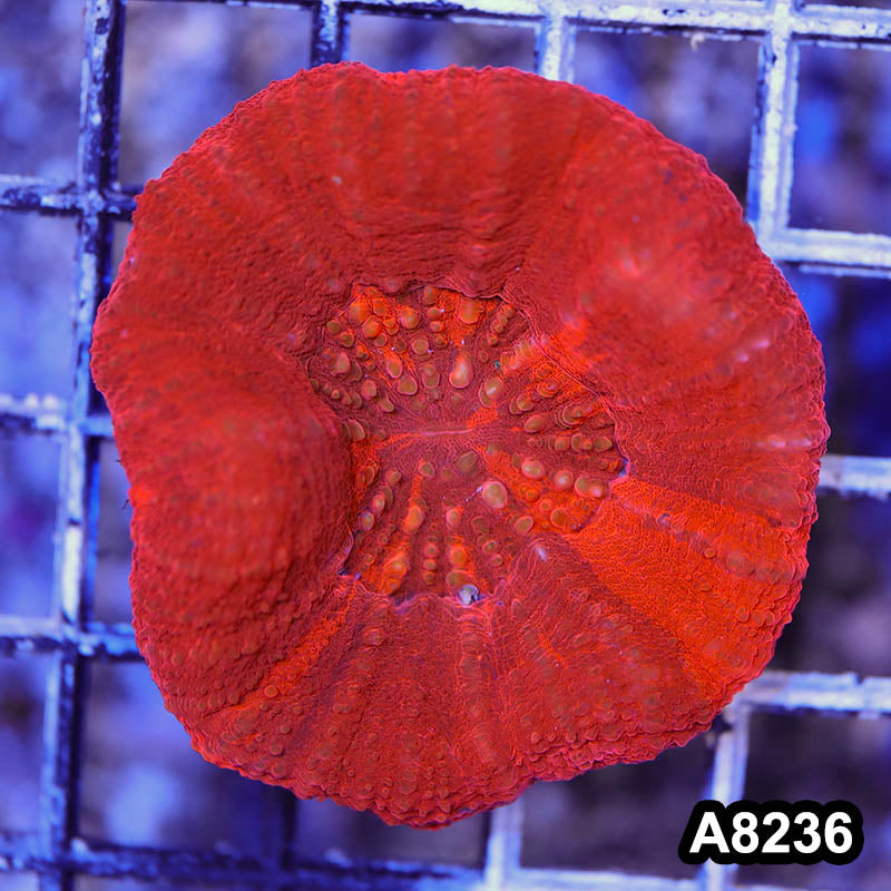 Item#A8236RW8236(S) WYSIWYG Aussie Ultra Unique Red Scolymia