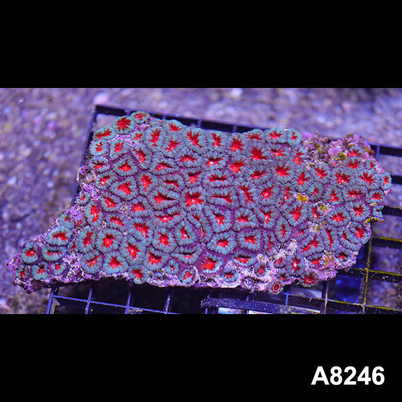 Item#A8246RW8246(L) WYSIWYG Aussie Imperfect Ultra Acan Lord Colony