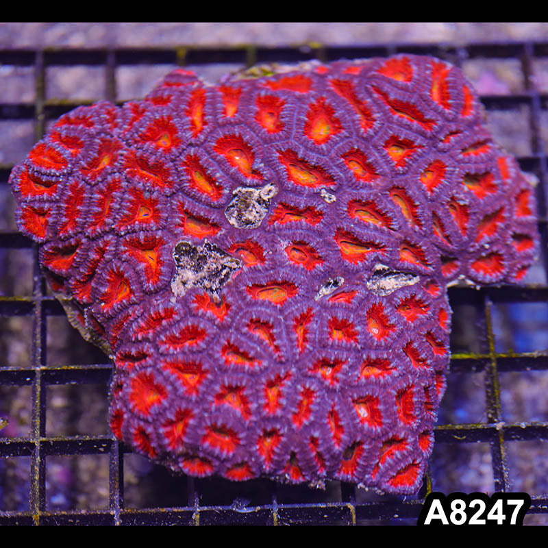 Item#A8247RW8247(L) WYSIWYG Aussie Imperfect Ultra Acan Lord Colony