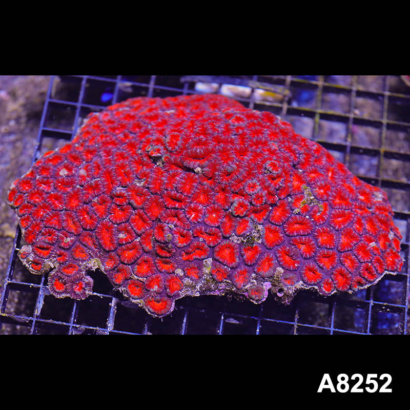 Item#A8252RW8252(L) WYSIWYG Aussie Imperfect Ultra Acan Lord Colony