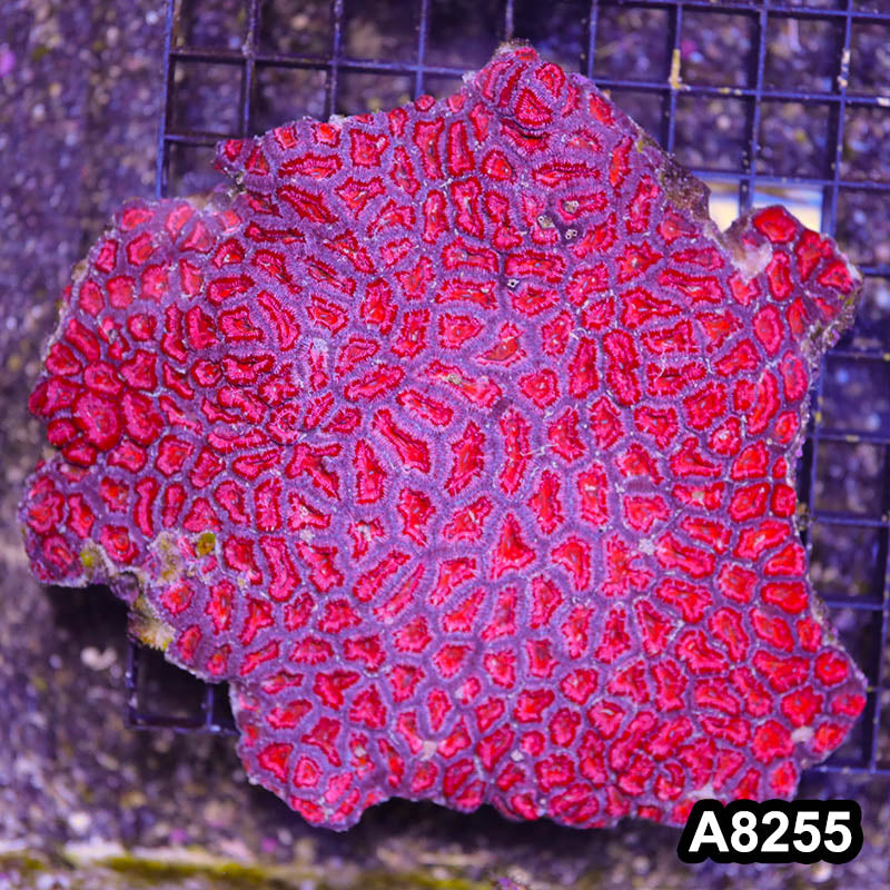 Item#A8255RW8255(XL) WYSIWYG Aussie Imperfect Ultra Show Size Acan Lord Colony