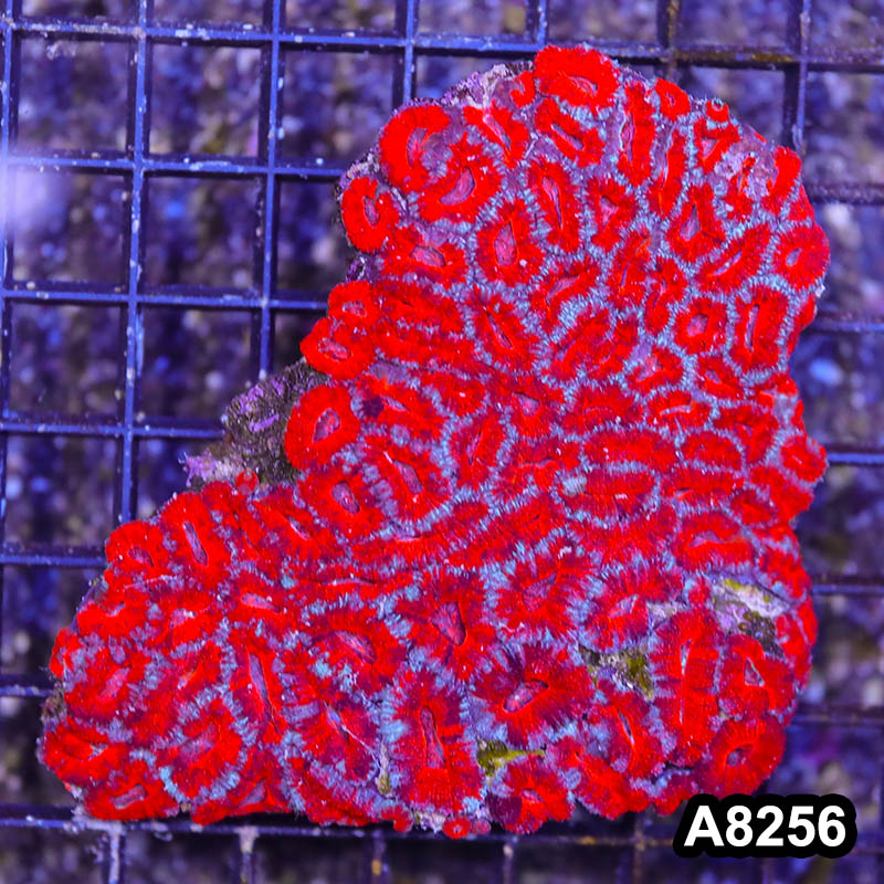 Item#A8256RW8256(L) WYSIWYG Aussie Imperfect Ultra Acan Lord Colony