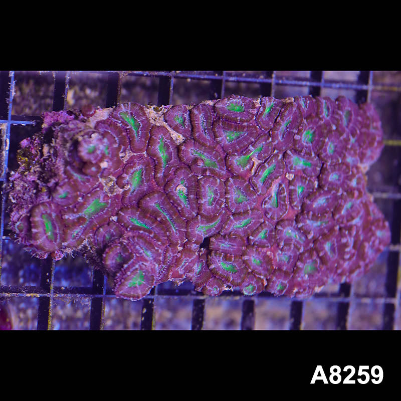 Item#A8259RW8259(M) WYSIWYG Aussie Imperfect Ultra Acan Lord Colony