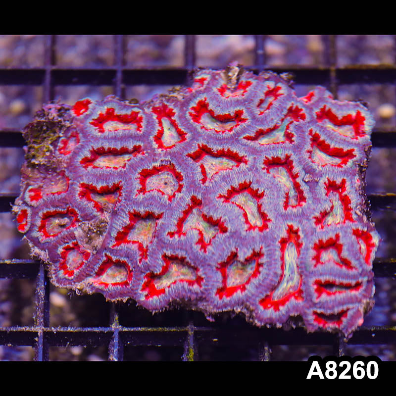 Item#A8260RW8260(M) WYSIWYG Aussie Imperfect Ultra Acan Lord Colony