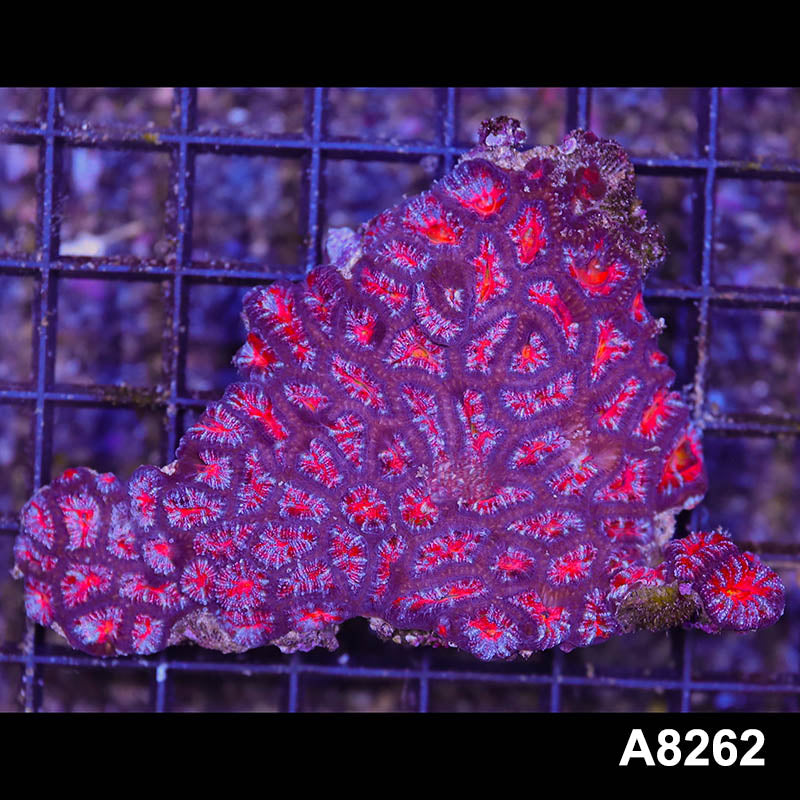 Item#A8262RW8262(S) WYSIWYG Aussie Imperfect Ultra Acan Lord Colony