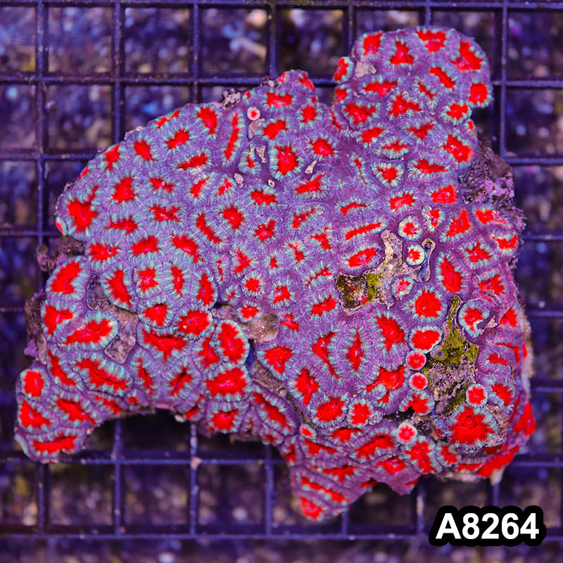 Item#A8264RW8264(M) WYSIWYG Aussie Imperfect Ultra Acan Lord Colony