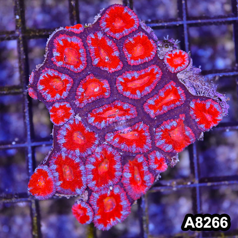 Item#A8266RW8266(M) WYSIWYG Aussie Imperfect Ultra Acan Lord Mini Colony