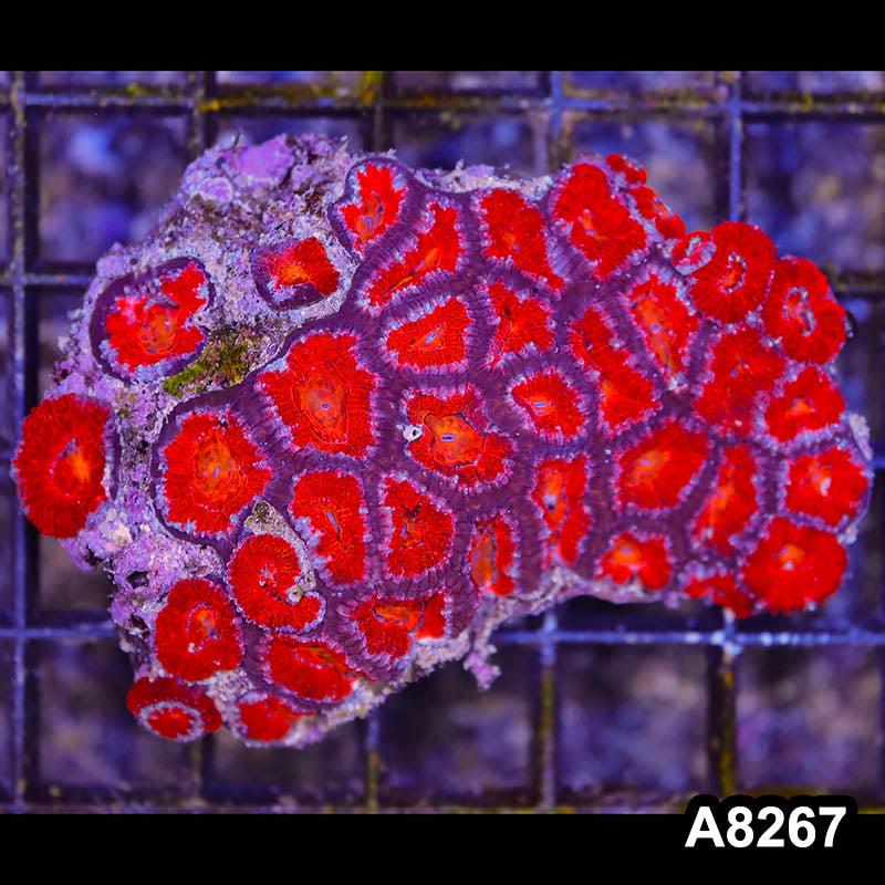 Item#A8267RW8267(M) WYSIWYG Aussie Imperfect Ultra Acan Lord Mini Colony