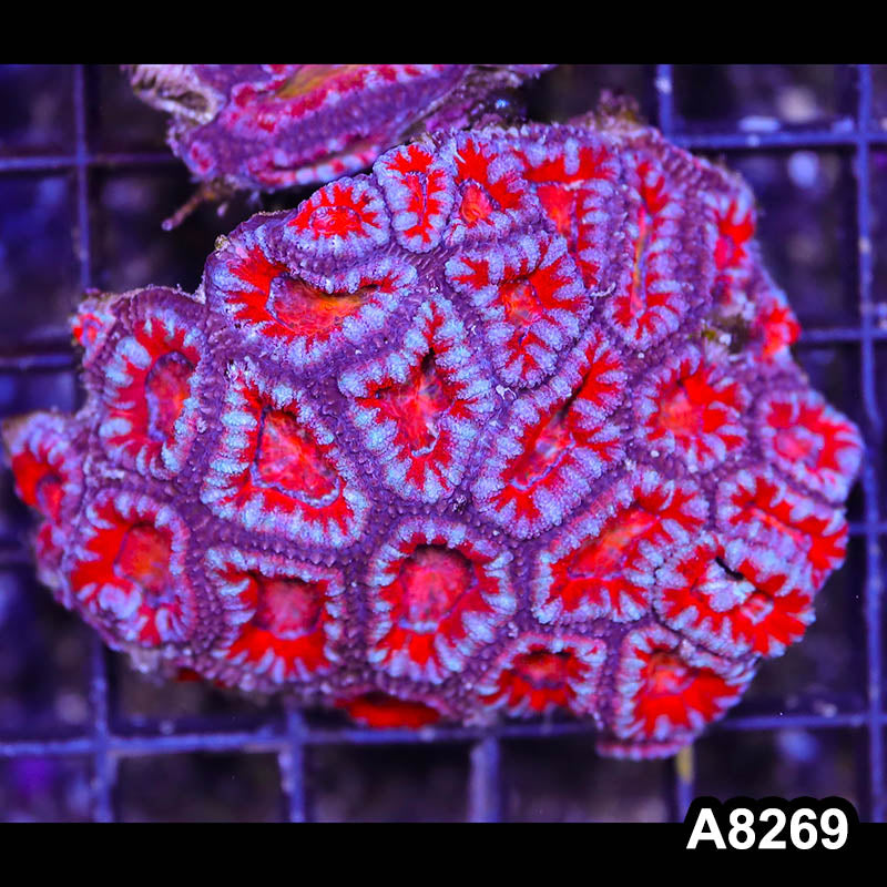 Item#A8269RW8269(S) WYSIWYG Aussie Imperfect Ultra Acan Lord Mini Colony