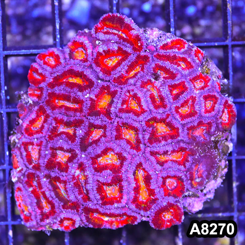 Item#A8270RW8270(S) WYSIWYG Aussie Imperfect Ultra Acan Lord Mini Colony