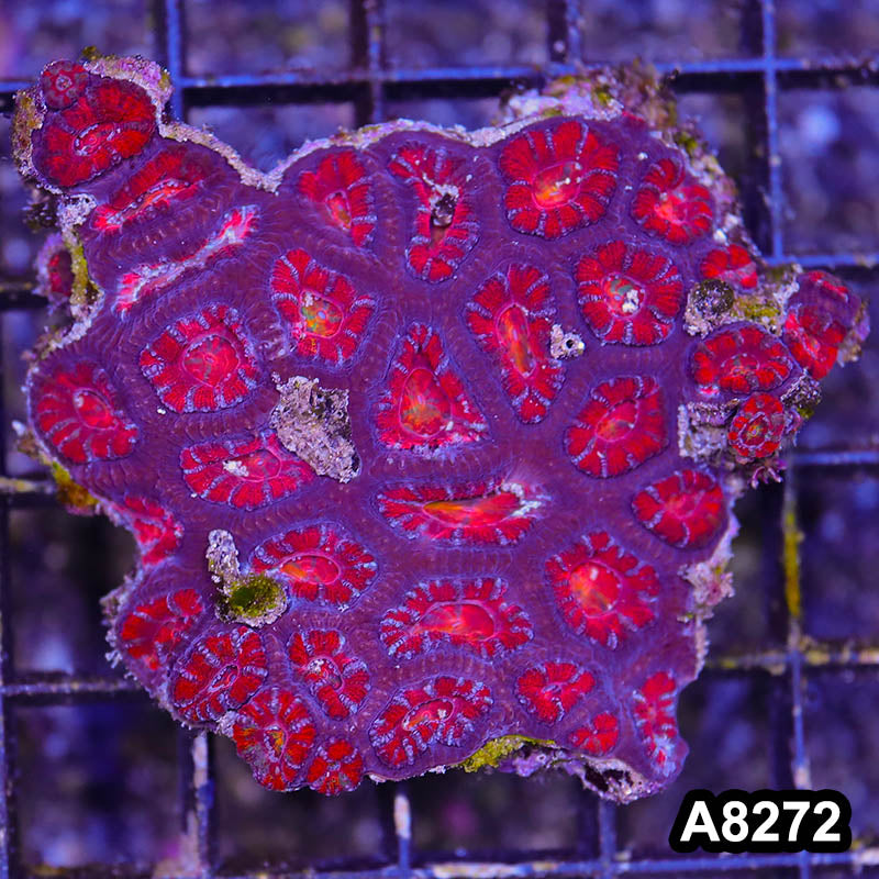 Item#A8272RW8272(S) WYSIWYG Aussie Imperfect Ultra Acan Lord Mini Colony