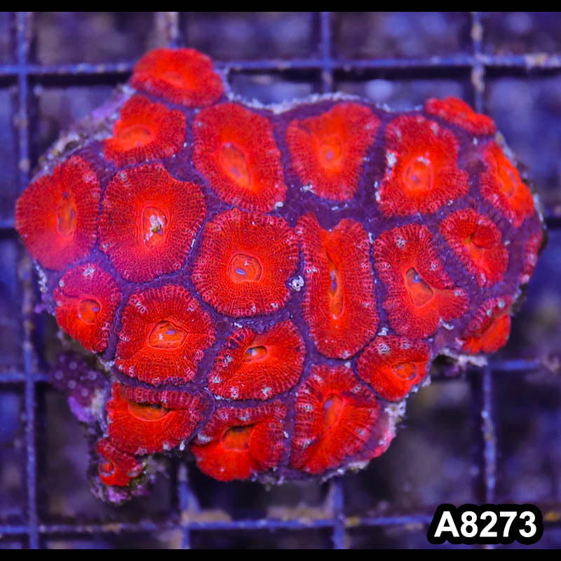 Item#A8273RW8273(S) WYSIWYG Aussie Imperfect Ultra Acan Lord Mini Colony